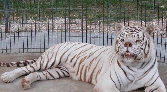 kenny the white tiger