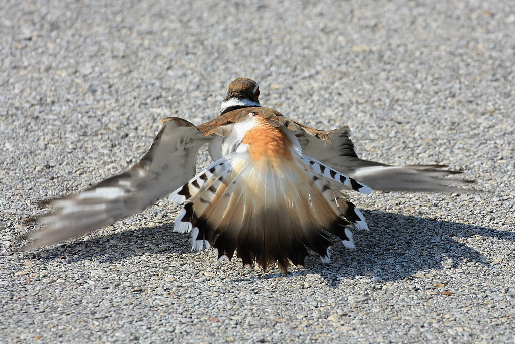 killdeer gif