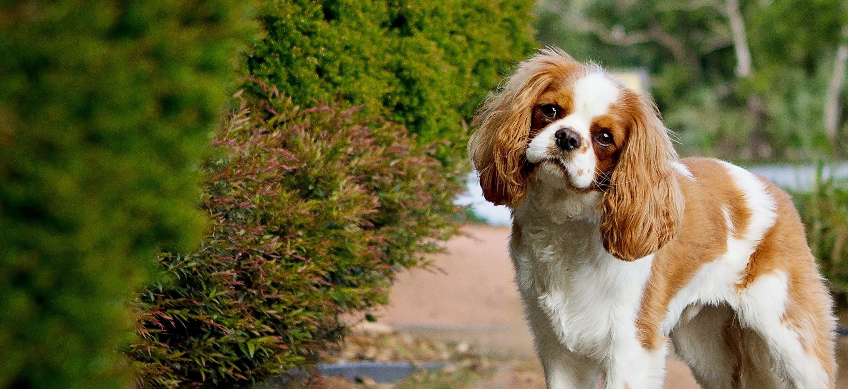 king charles puppies near me