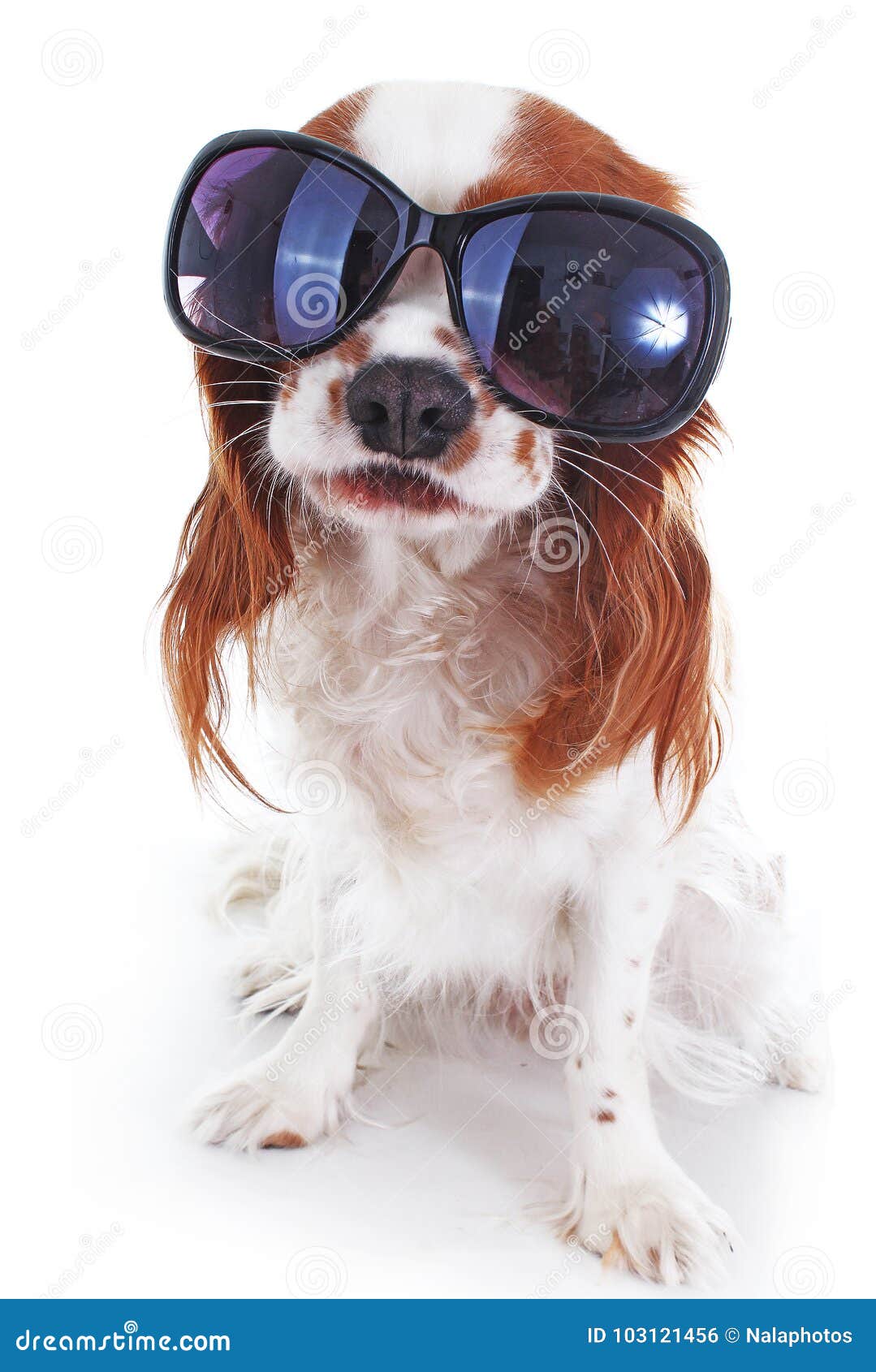 king charles spaniel funny