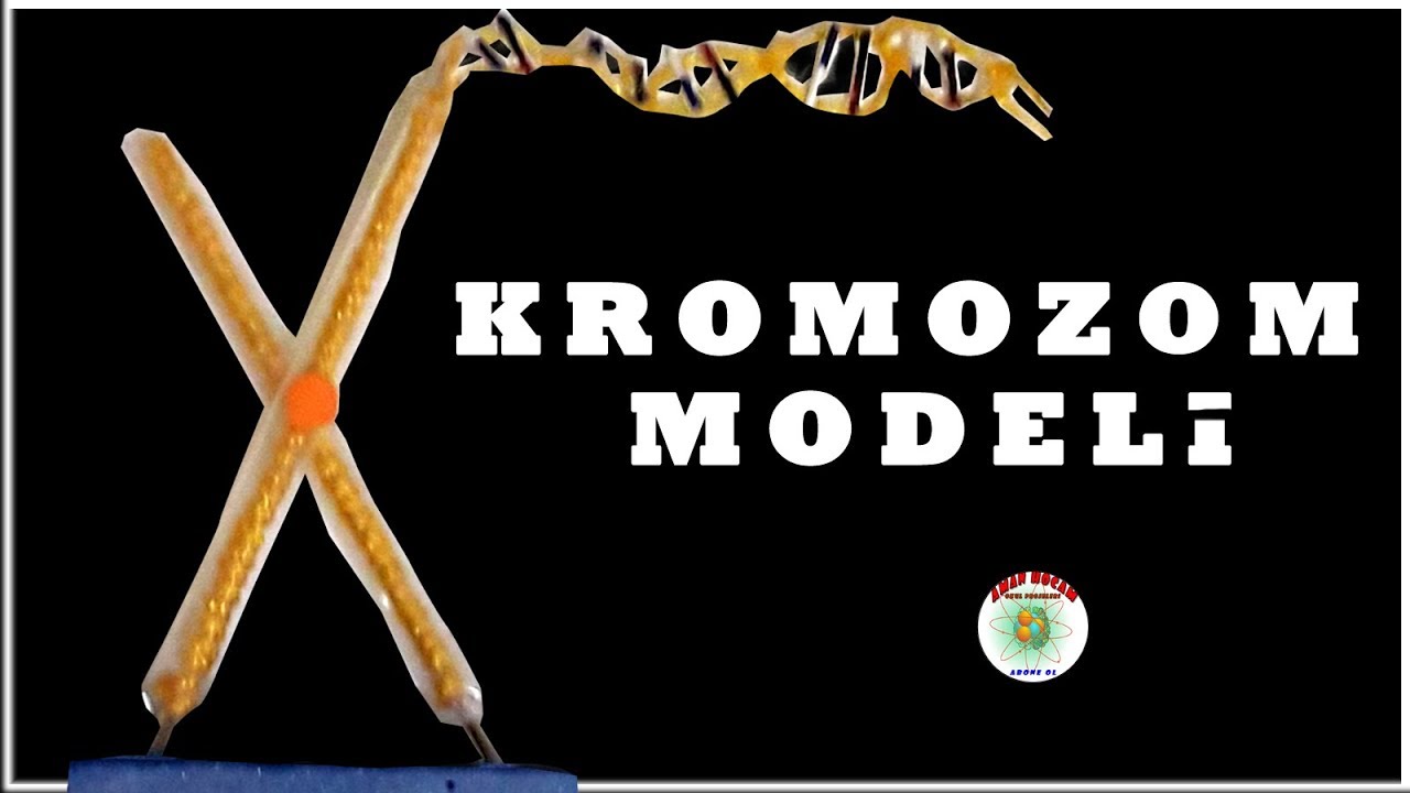 kromozom modeli yapımı