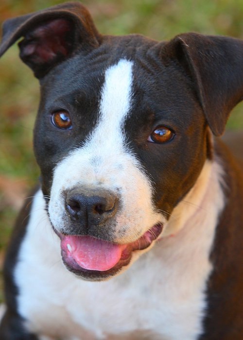 labrador and bulldog mix