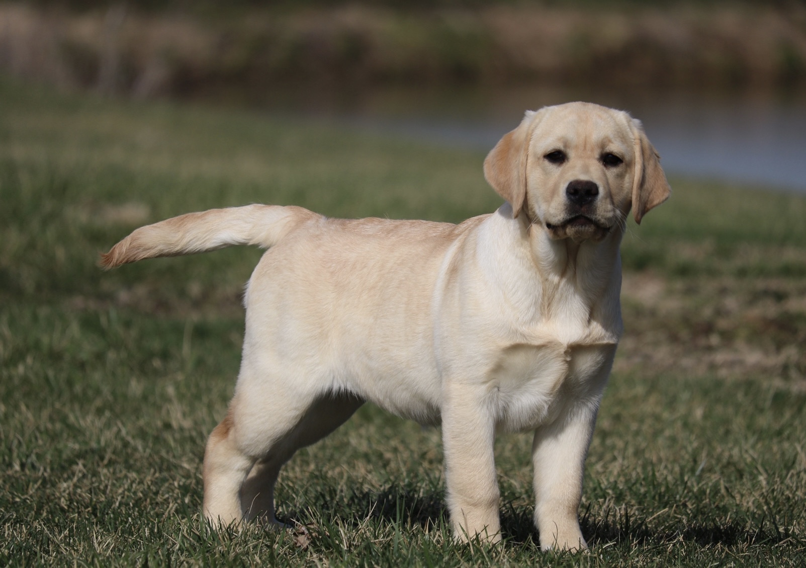 labrador puppies for sale in illinois