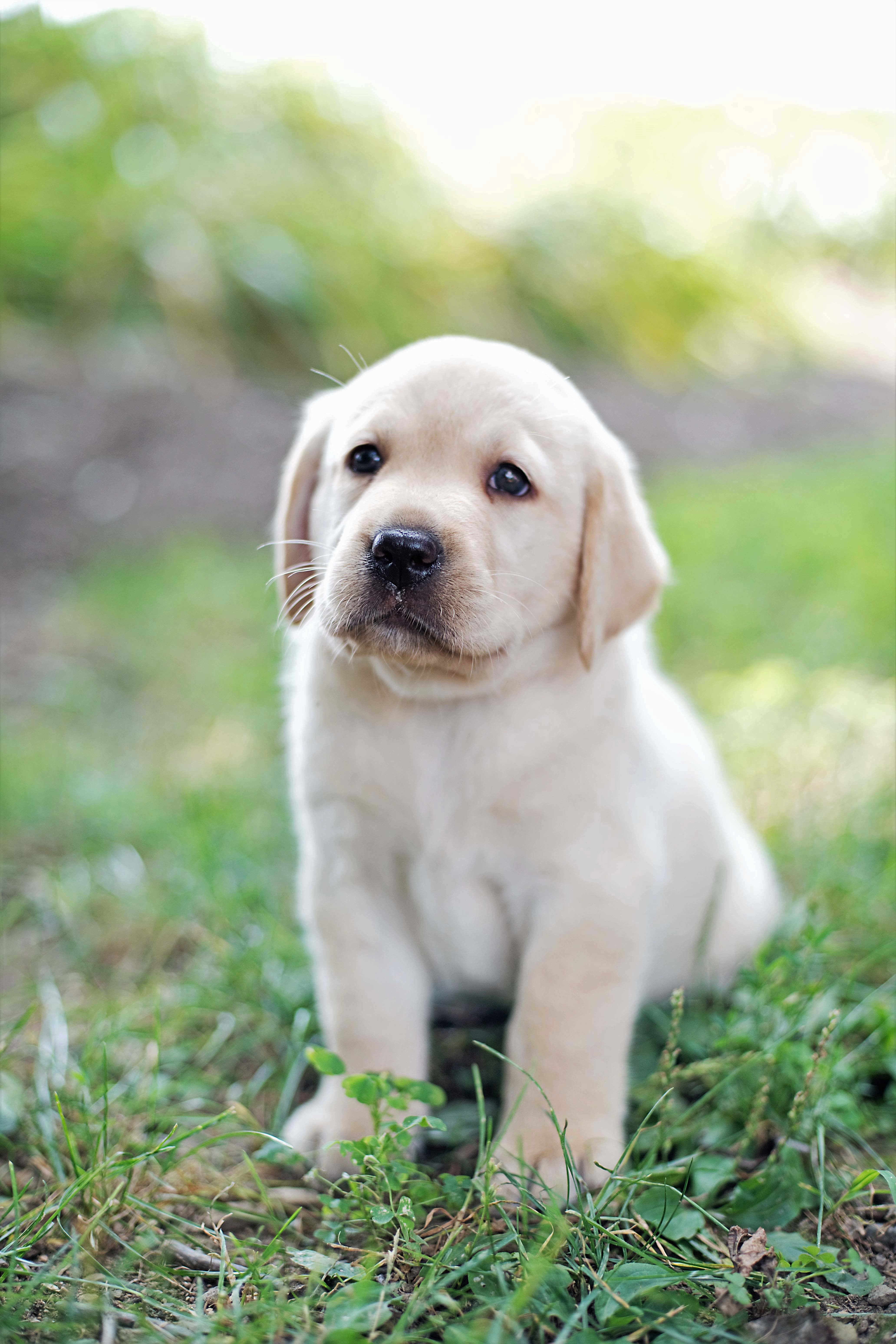 labrador puppy breeders