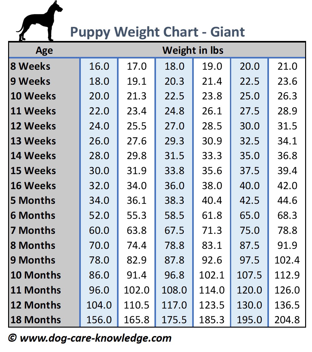 labrador puppy weight chart