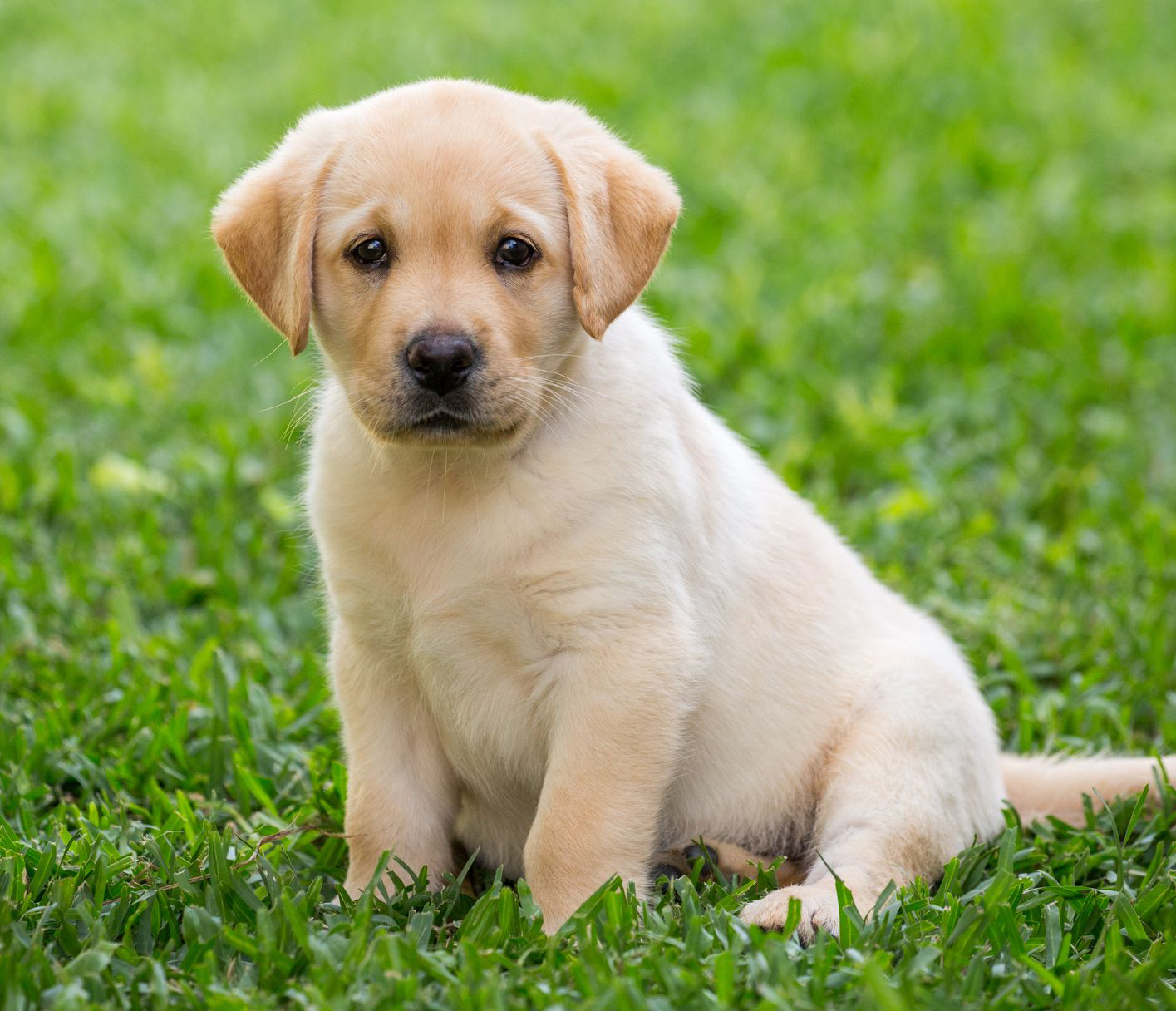 labrador retriever for sale