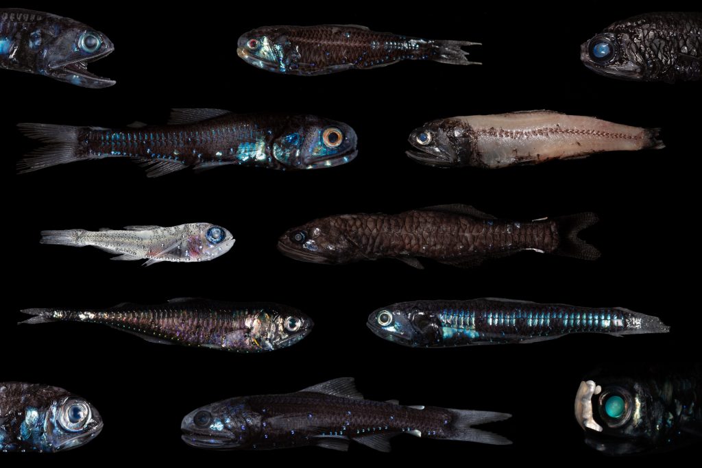 lantern fish images