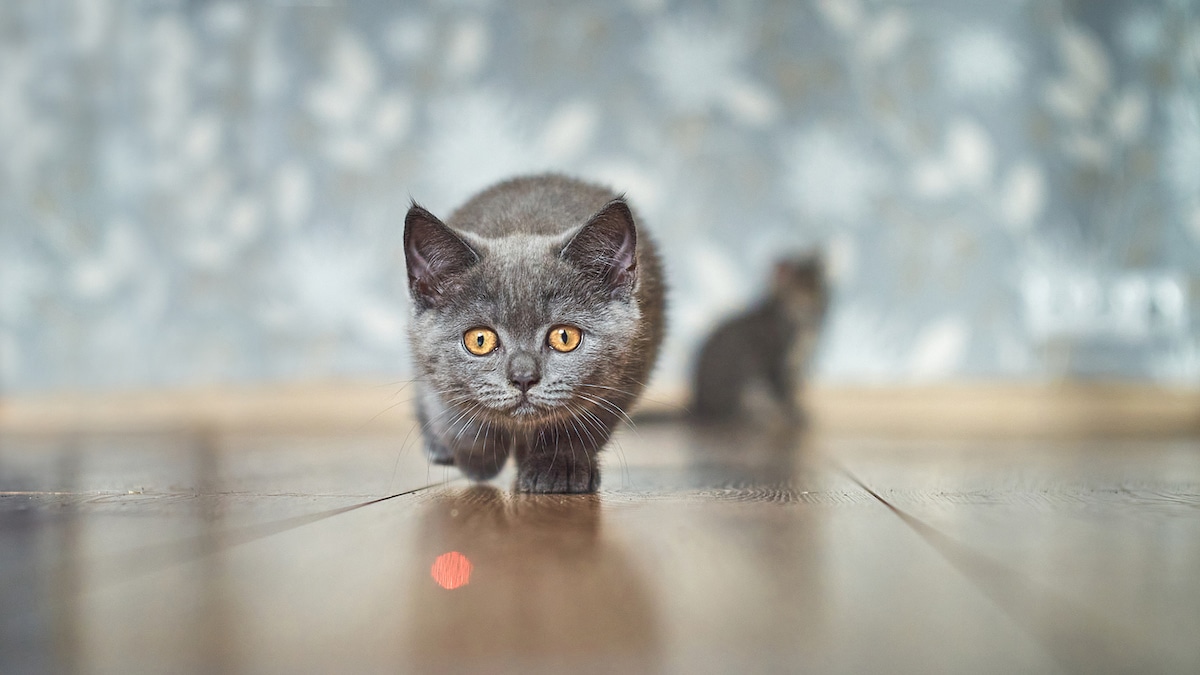 laser pointer syndrome in cats