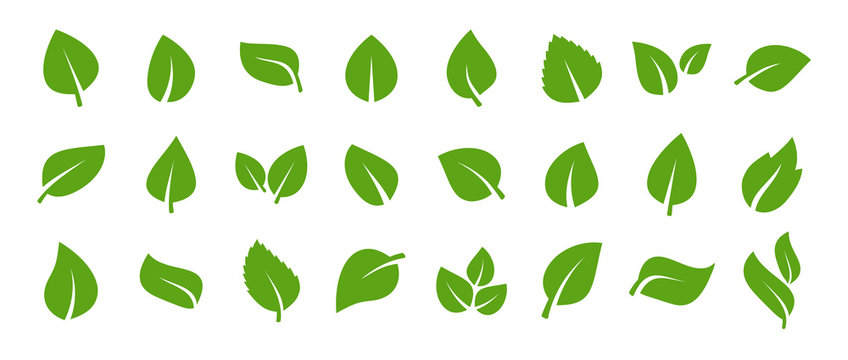 leaf graphic vector