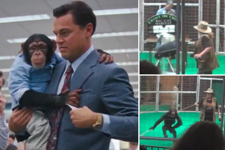 leonardo dicaprio monkey