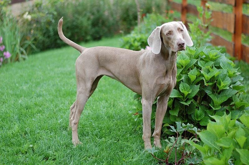 lifespan of weimaraner dog