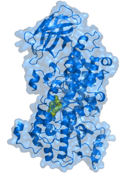 lipoxygenase