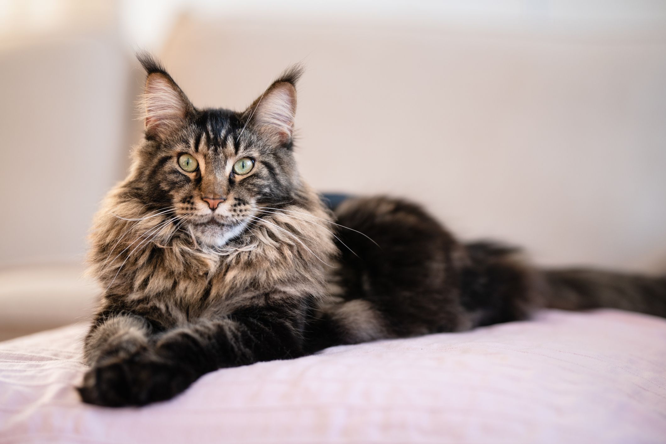 maine coon pics