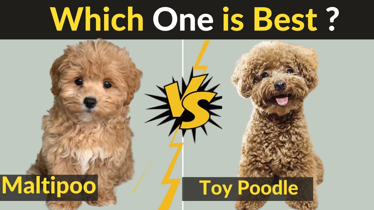 maltipoo vs poodle