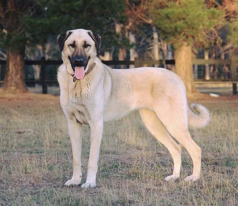 mastiff vs kangal