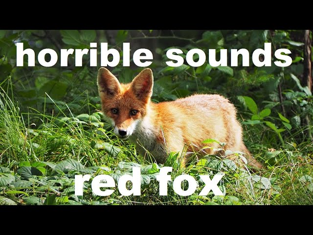 mating foxes noise