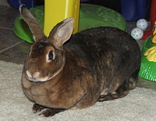 mini rex rabbit