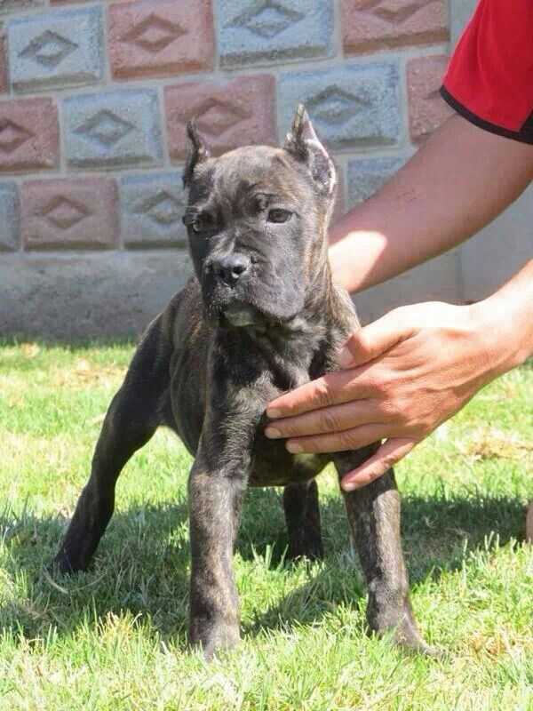 miniature cane corso