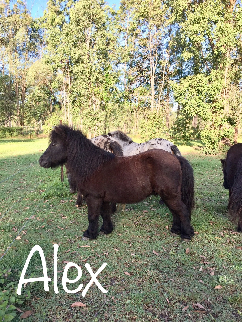 miniature ponies for sale in australia