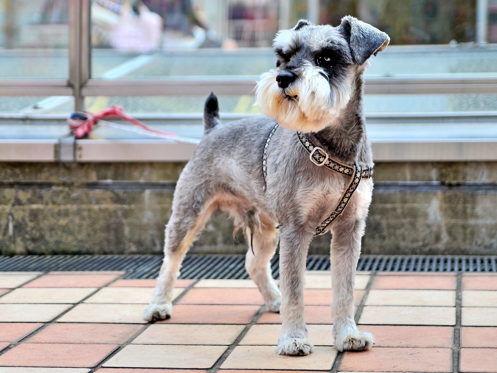 miniature schnauzer breeders alberta