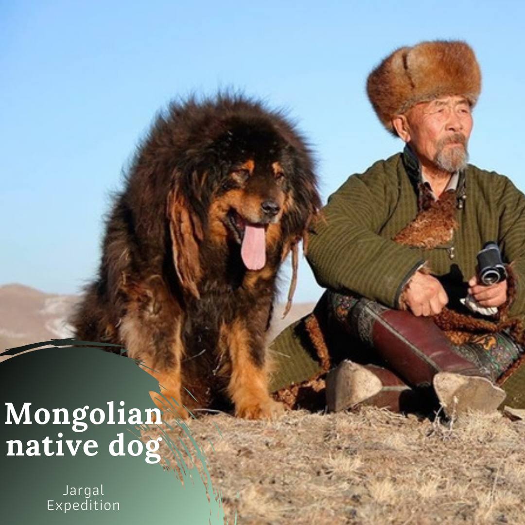 mongolian mastiff