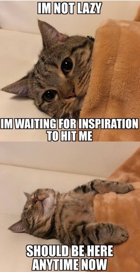 motivational cat memes