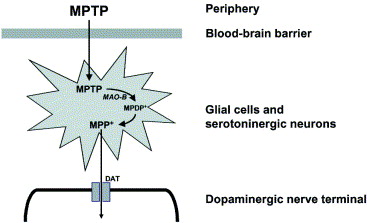 mptp