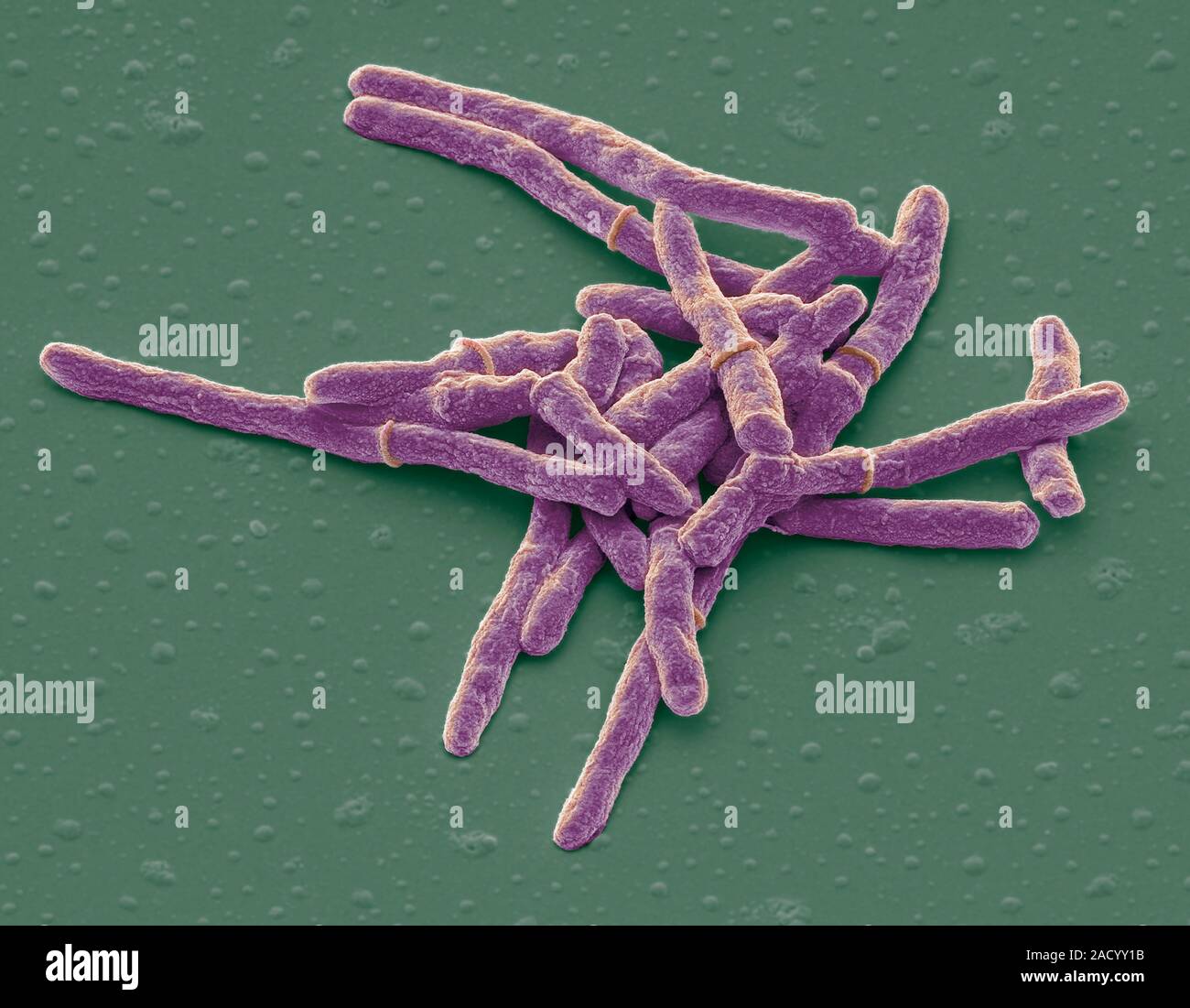 mycobacterium smegmatis