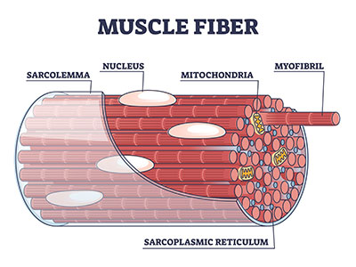 myofibrillen