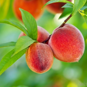 nanaimo peach tree for sale