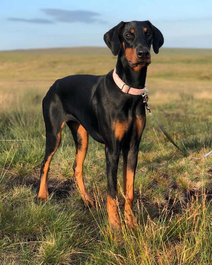 natural ears doberman