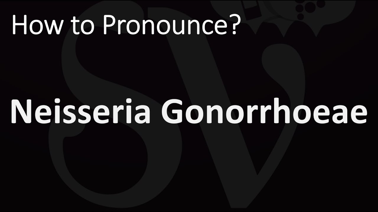 neisseria gonorrhoeae pronunciation