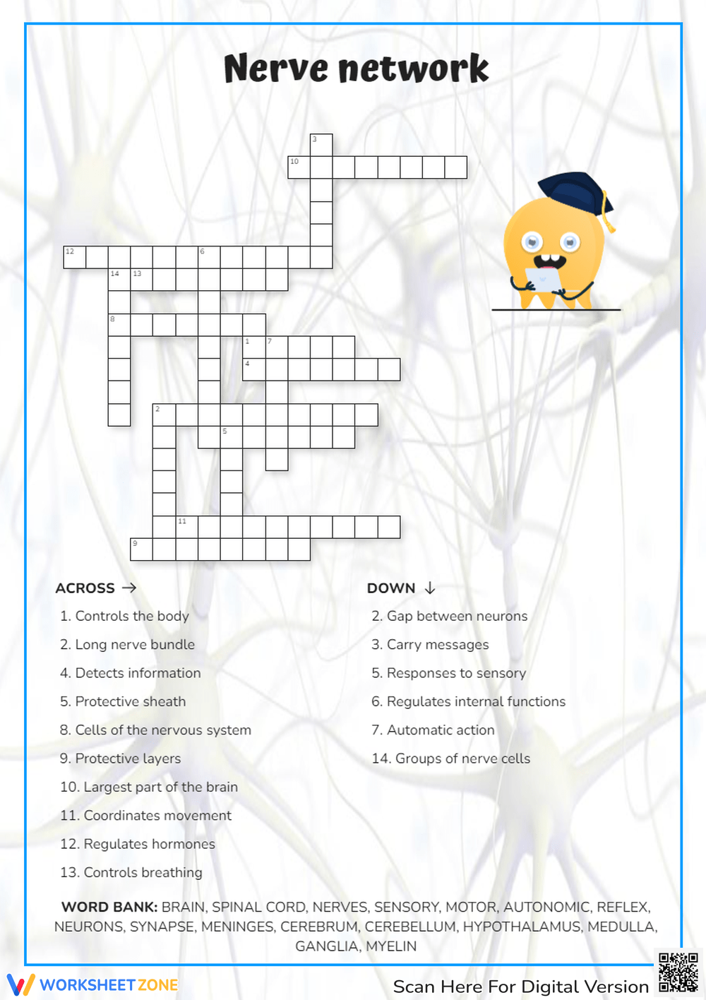 nerve network crossword clue