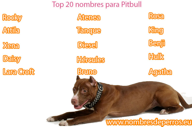 nombres de perros pitbull blue hembra