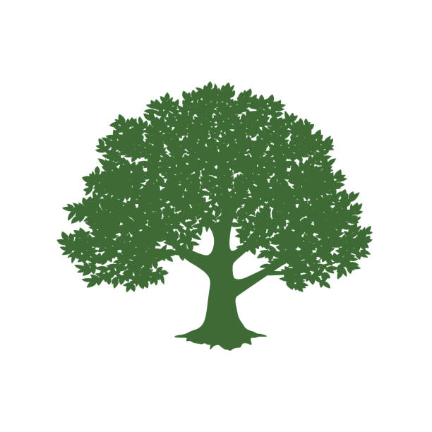 oak tree clipart