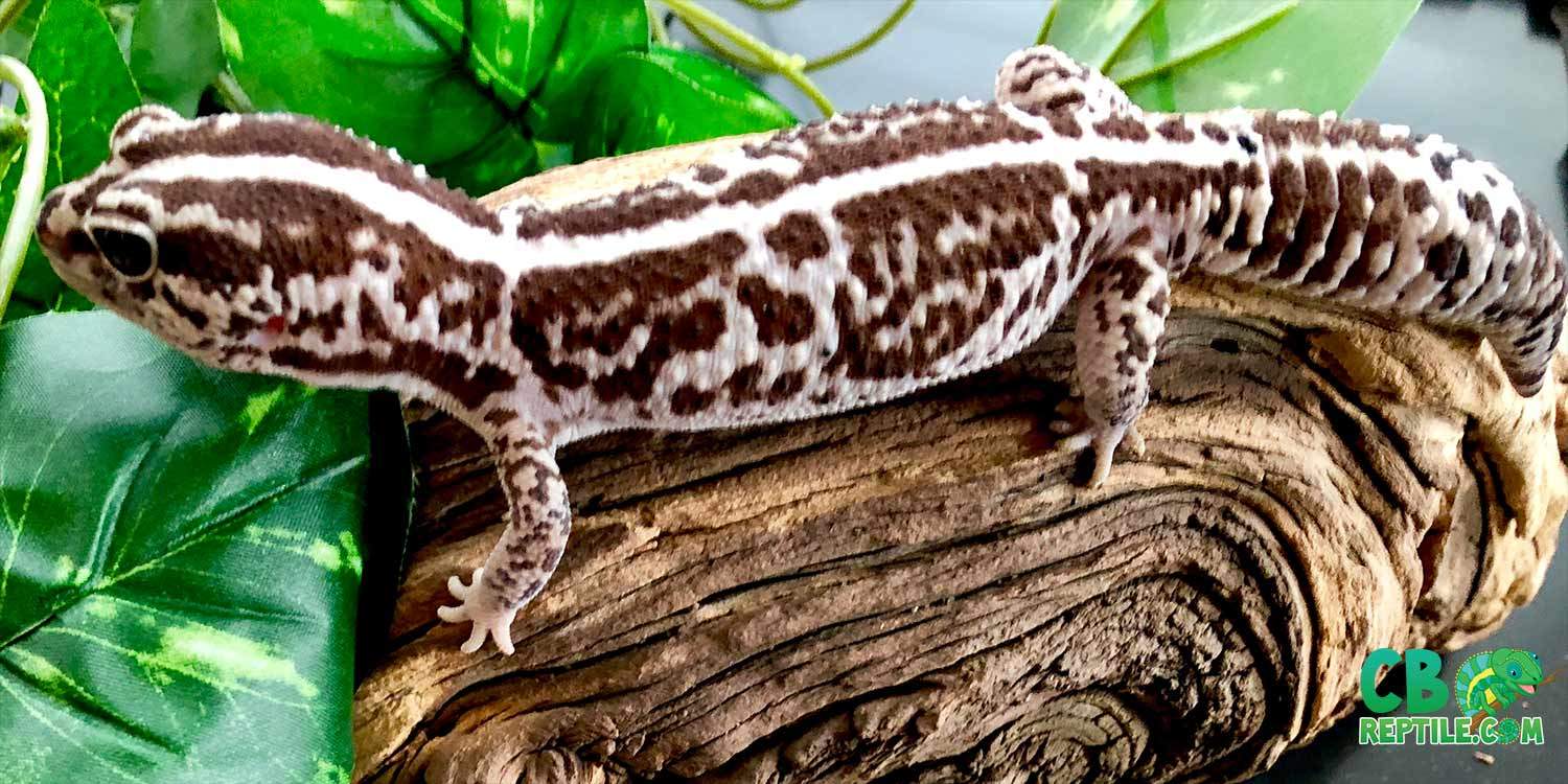 ocelot gecko for sale