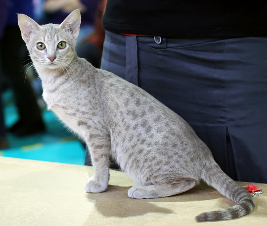 ocicat size