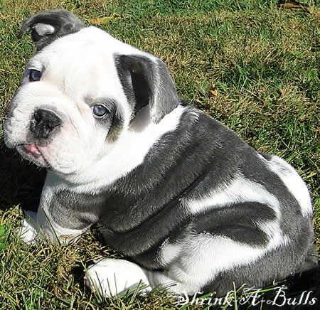 old english bulldog puppies for sale