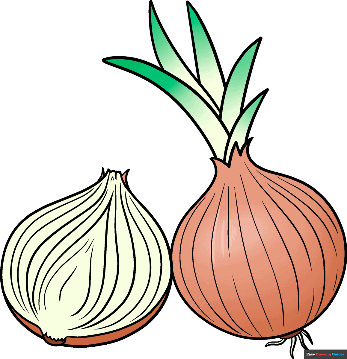 onion drawing images