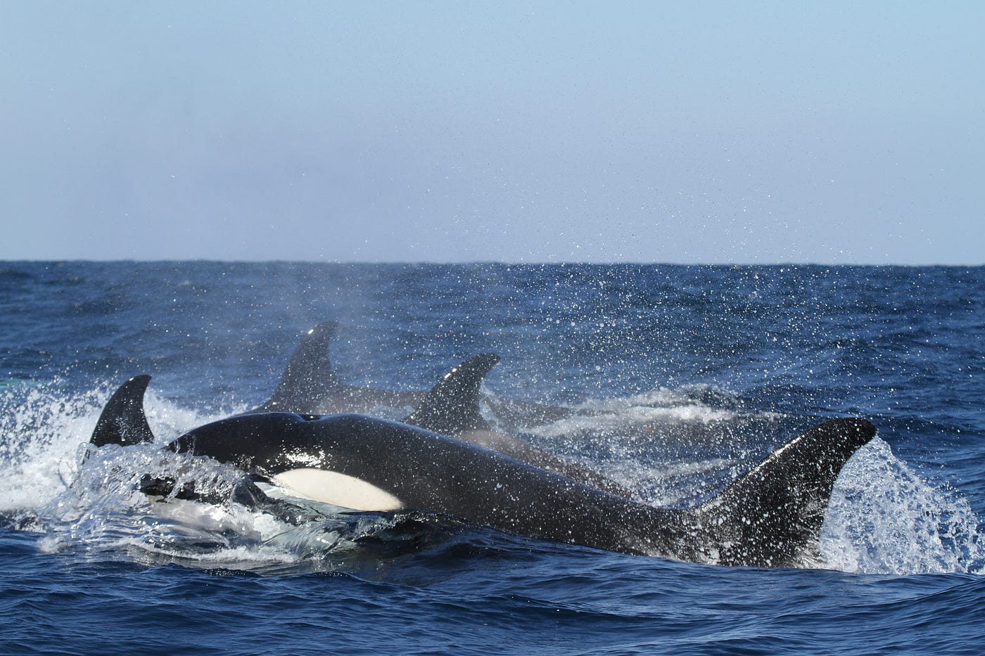 orcas and the missing submarine