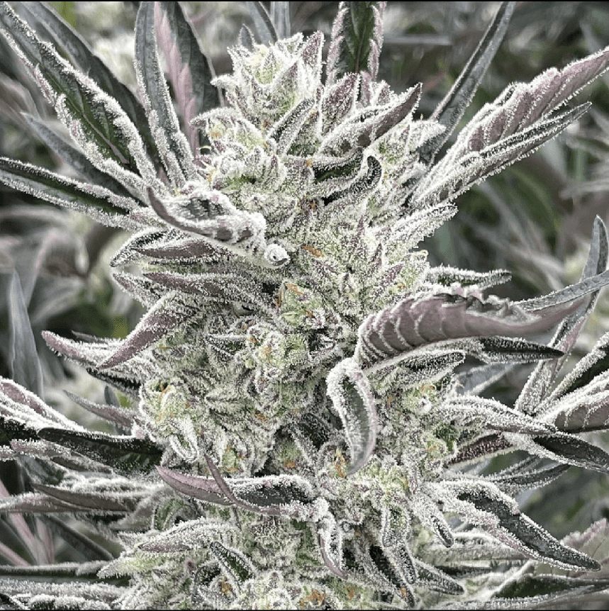 oreo strain