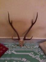 original deer horn price in india
