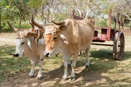 oxen meaning in malayalam