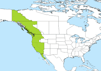 pacific time utc 7