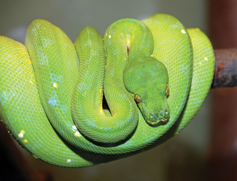 paithan snake images