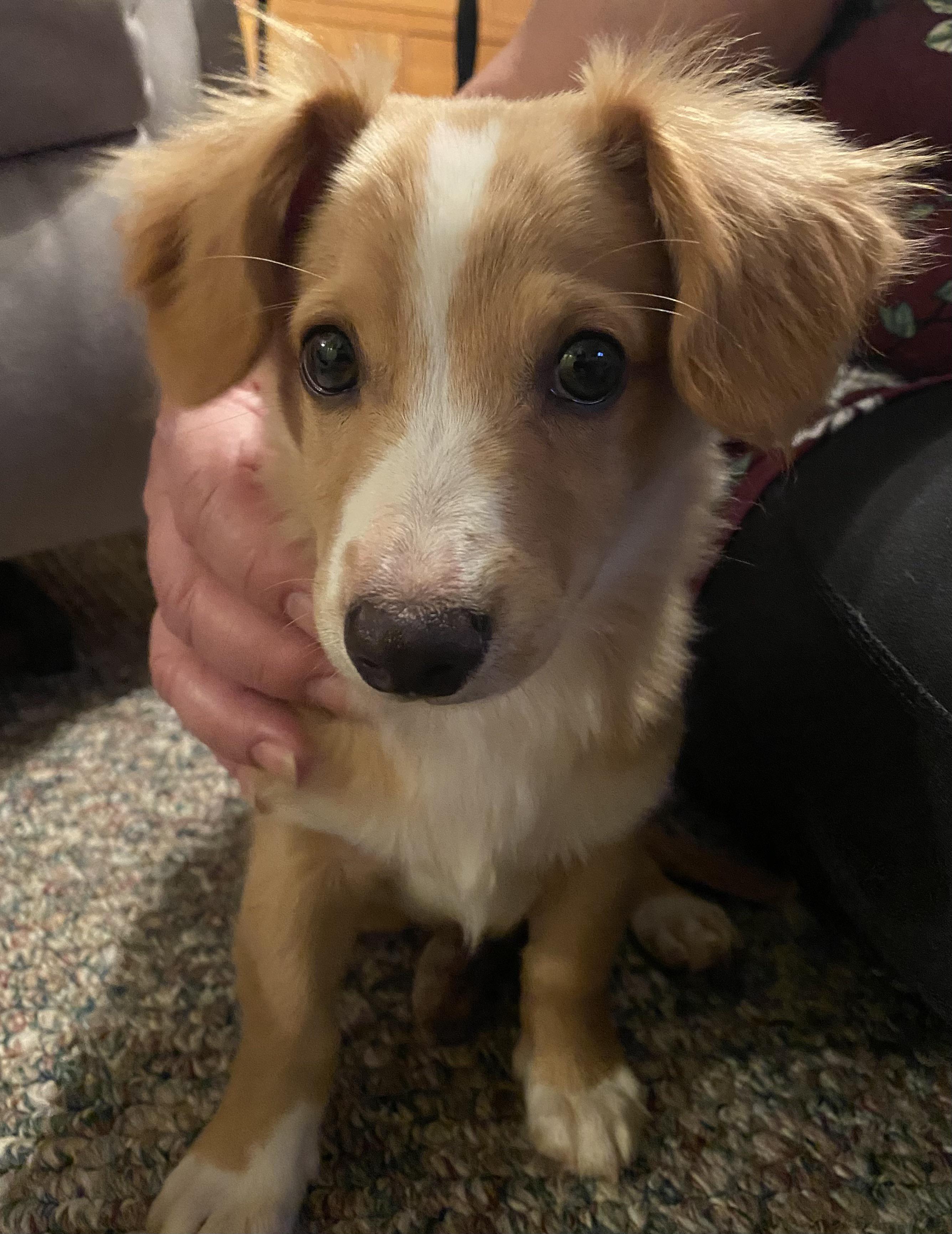 papillon dachshund mix