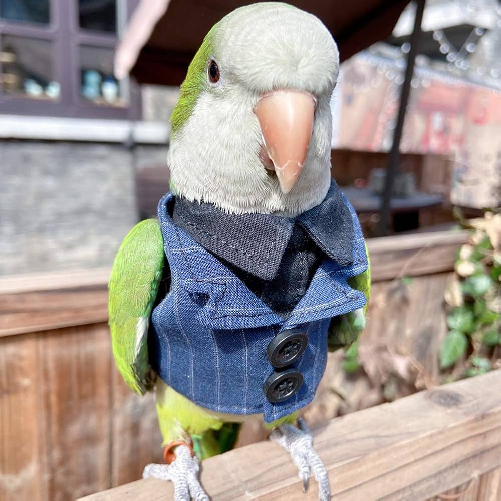 parrot clothes