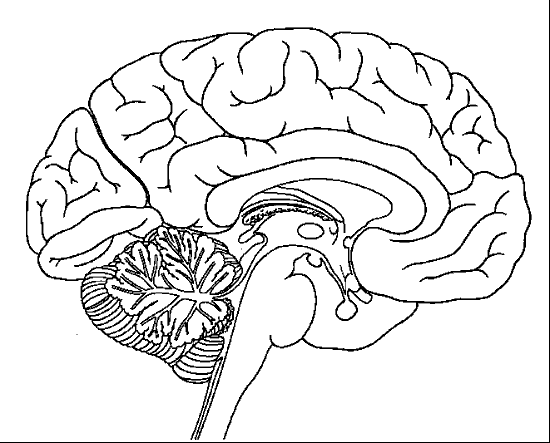 partes del cerebro para colorear