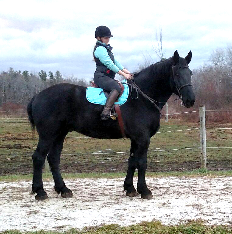 percheron draft horses for sale