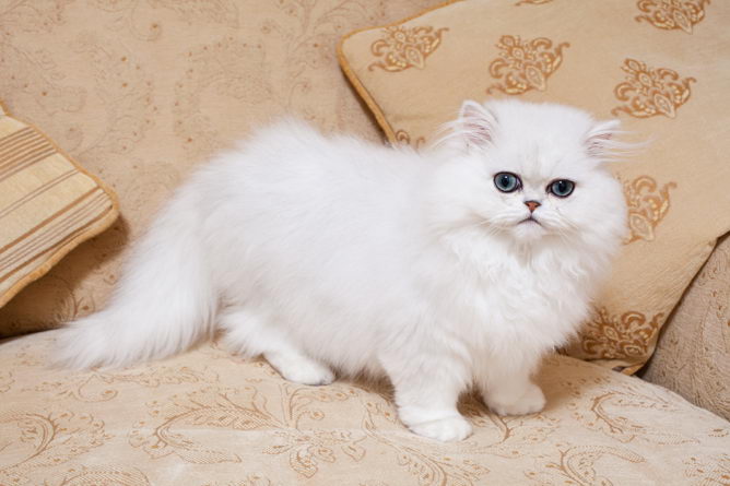 persian chinchilla cat